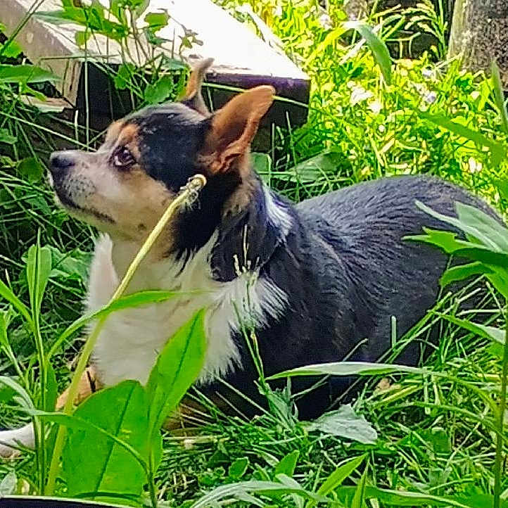 Archie is registered to the contest to win money with this photo: alert, animal, closeup, dog, domestic_animal, ears, fur, garden, grass, greenery, laying, leaf, mammal, nature, outdoor, pet, plants, side_view, small_dog, sunlight