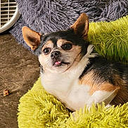 Archie is registered to the contest to win money with this photo: animal, brown_floor, chihuahua, companion, cozy, cute, dog, ears, face, fluffy_cushion, fur, green_cushion, home, indoor, mischievous, pet, relaxed, resting, small_dog, tongue_out