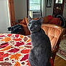 cat, gray_cat, tablecloth, autumn_leaves, indoor, chair, couch, window, blinds, home_decor, wood_floor, living_room, pillow, orange, red, brown, furniture, curious, pet, domestic_animal