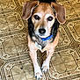 attentive, beagle_mix, black_fur, brown_fur, close_up, collar, curious, dog, domestic, ears, eyes, id_tag, indoor, looking_up, patterned_floor, paws, pet, portrait, tile_floor, white_muzzle
