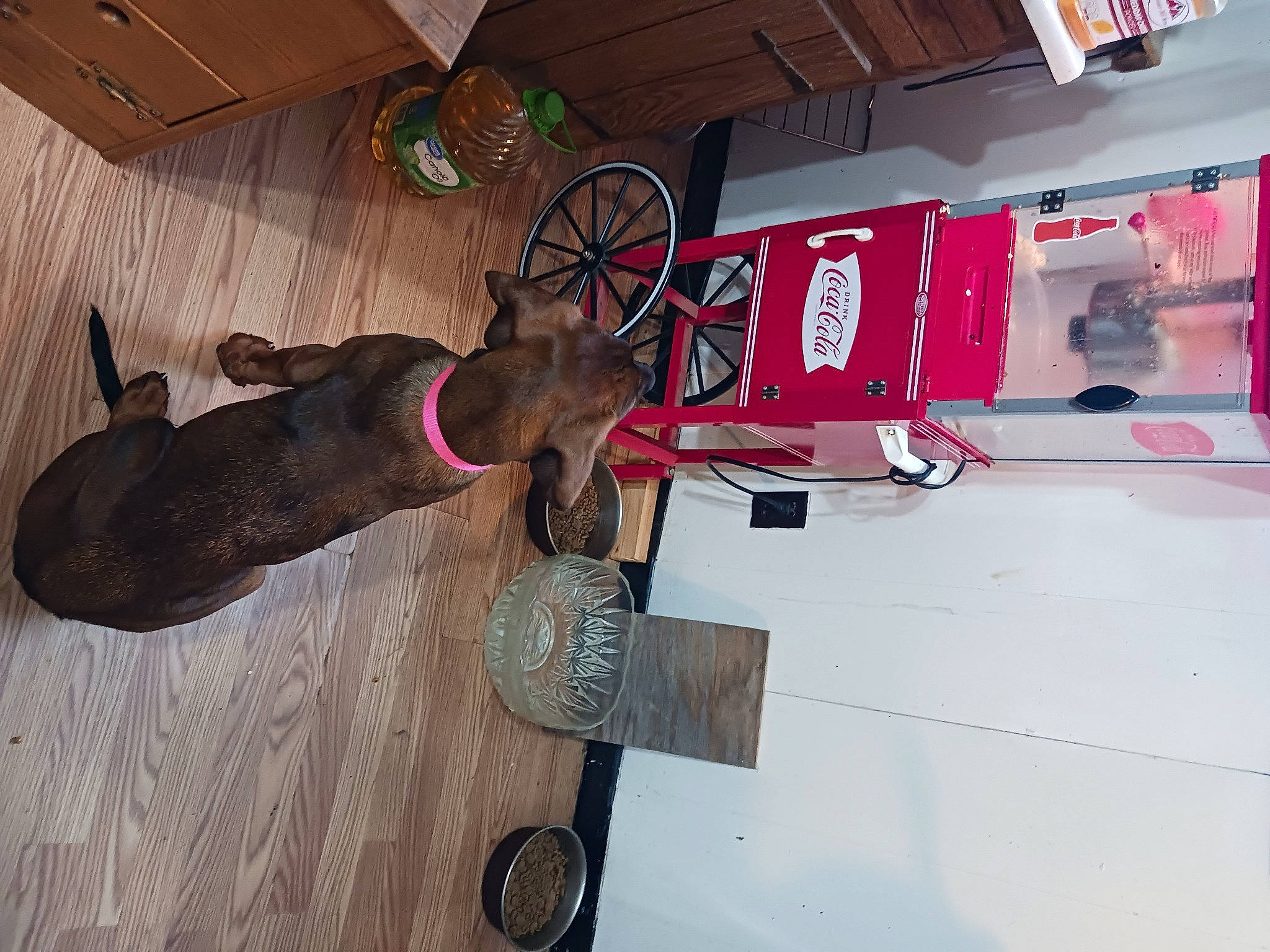 Daisy Mae joined the competition — help win amazing prizes! auto_part, automotive_exterior, bicycle_handlebar, bicycle_tire, bicycle_wheel, carnivore, ceiling, electrical_wiring, fawn, flooring, fun, hardwood, machine, magenta, motor_vehicle, room, tire, vehicle, wheel, wood