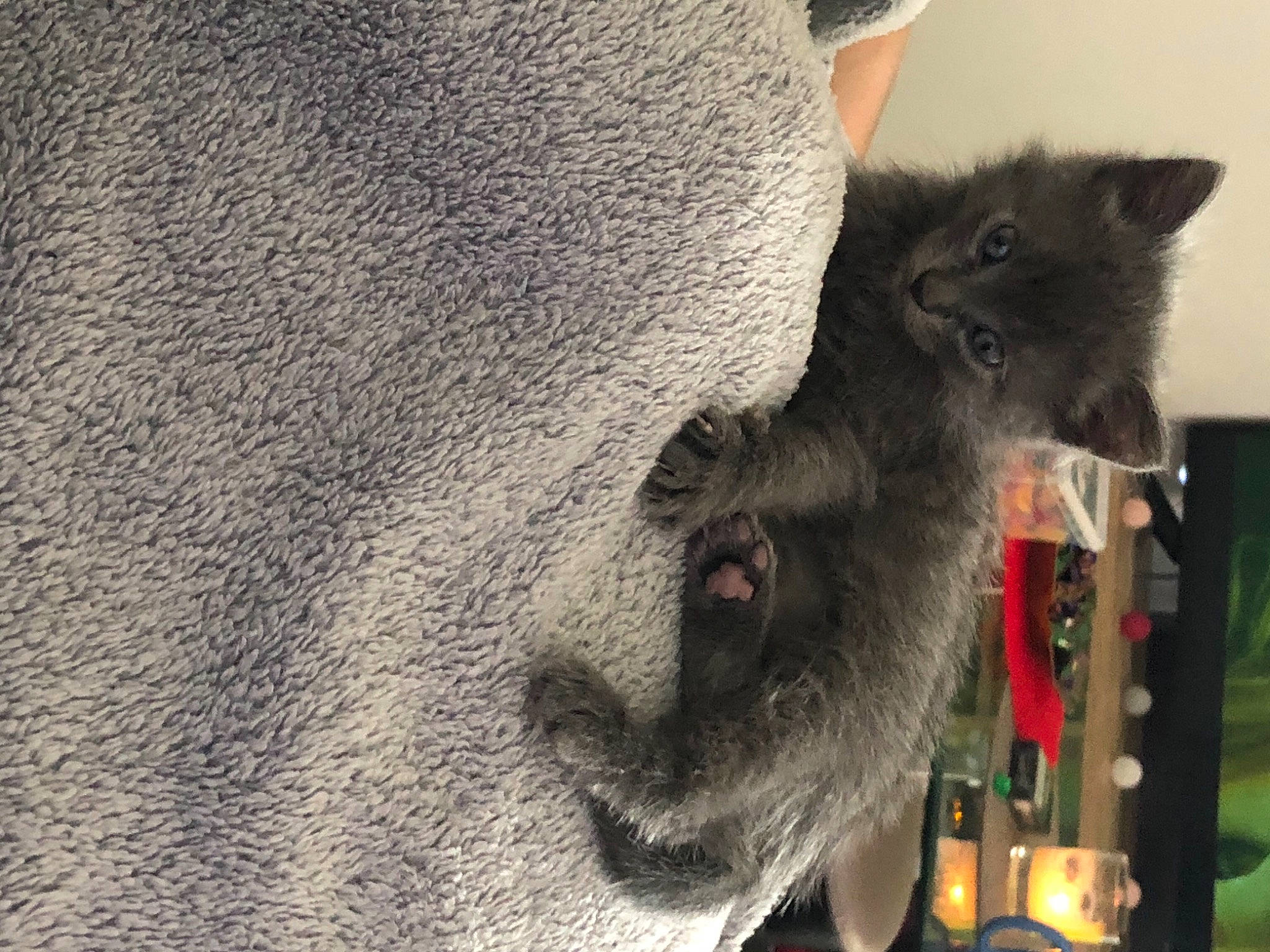 Hestia a rejoint le concours — aidez-le/la à gagner de superbes lots ! black_cat, british_longhair, british_shorthair, carnivore, cat, chartreux, domestic_long_haired_cat, domestic_short_haired_cat, felidae, fur, korat, mammal, nebelung, russian_blue, small_to_medium_sized_cats, snout, vertebrate, whiskers