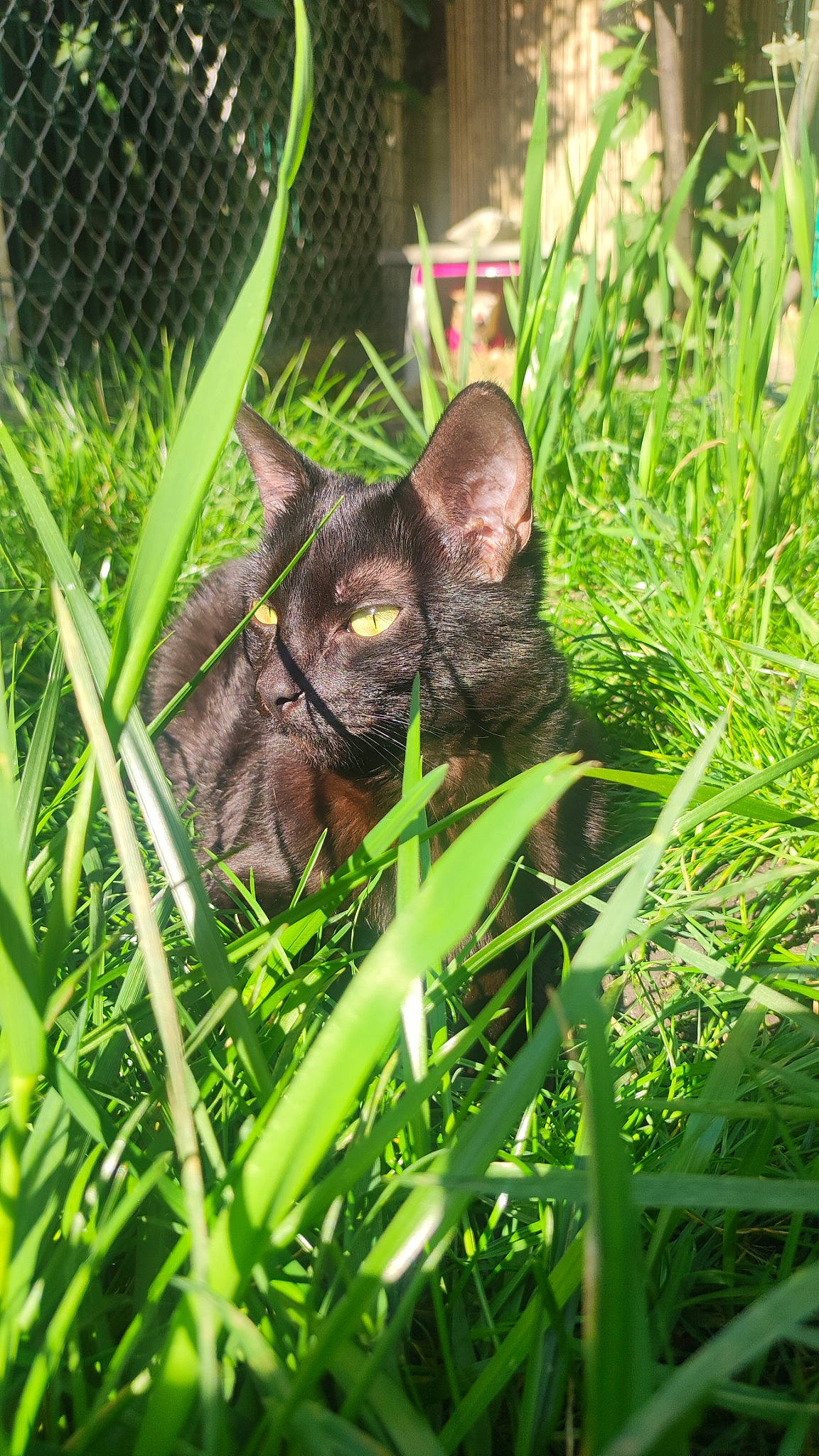 Rubis a rejoint le concours — aidez-le/la à gagner de superbes lots ! bombay, carnivore, cat, dog_breed, domestic_short_haired_cat, fawn, felidae, fence, fur, grass, groundcover, plant, sedge_family, small_to_medium_sized_cats, snout, tail, terrestrial_animal, terrestrial_plant, whiskers, wildlife
