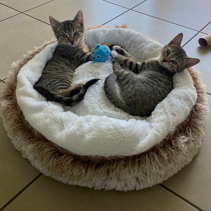 Simba Et Nala a rejoint le concours — aidez-le/la à gagner de superbes lots ! animal, cat, cozy, curious, cute, ears, feline, floor_tile, fur, indoor, kitten, pet_bed, playful, plush_toy, resting, tabby, tail, two_animals, whiskers, young_animal