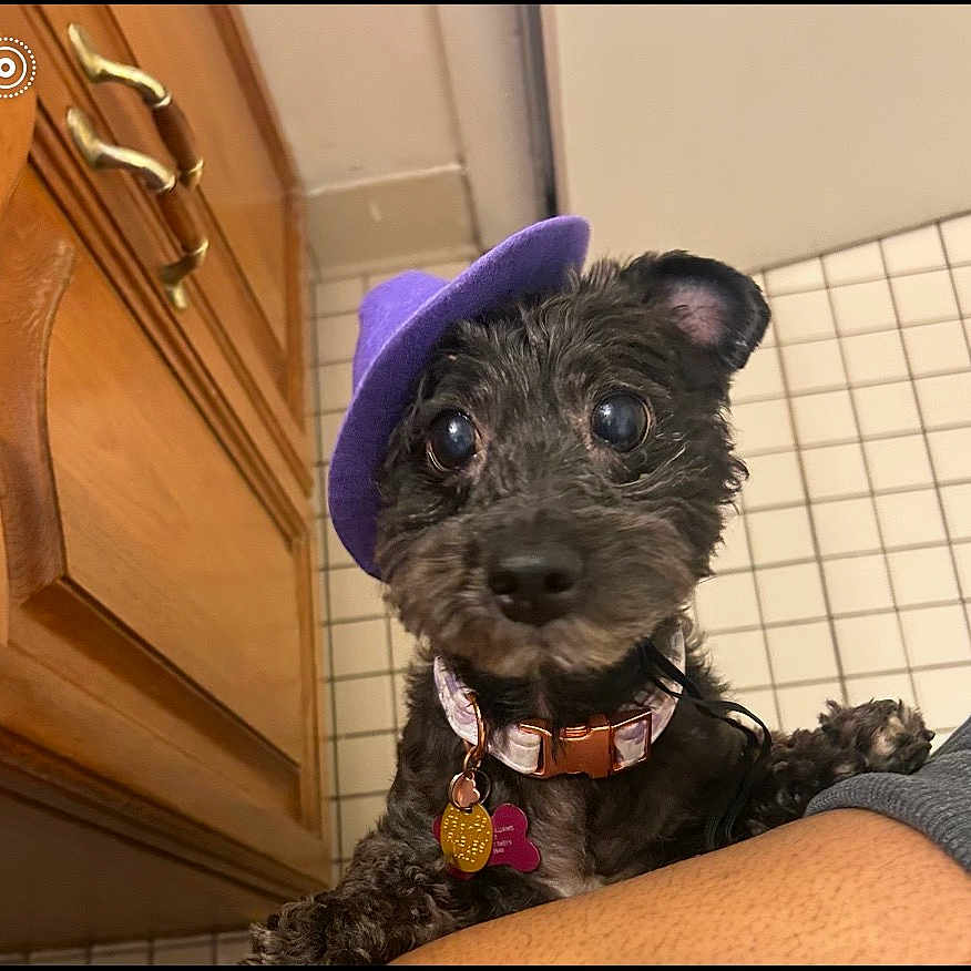 Chi-Chi