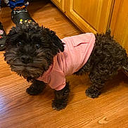 Chi-Chi is registered to the contest to win money with this photo: dog, small_dog, curly_fur, black_fur, pink_sweater, pet, animal, standing, indoors, wooden_floor, kitchen, wooden_cabinets, halloween, pajamas, person, festive, cute, portrait, full_body, home