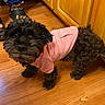 dog, small_dog, curly_fur, black_fur, pink_sweater, pet, animal, standing, indoors, wooden_floor, kitchen, wooden_cabinets, halloween, pajamas, person, festive, cute, portrait, full_body, home