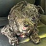 Chi-Chi is registered to the contest to win money with this photo: dog, puppy, black_dog, shaggy_fur, curly_fur, pet, animal, canine, happy, smiling, open_mouth, glossy_eyes, lying_down, car_interior, car_seat, close_up, portrait, collar, tag, indoor