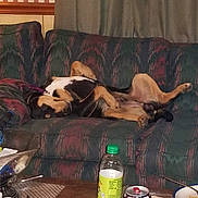 Rock is registered to the contest to win money with this photo: black, bottle, brown, can, couch, curtain, dog, domestic_animal, furniture, indoor, living_room, paint, paper, pet, plate, relaxed, resting, sprawled, table, tan