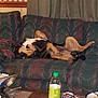 black, bottle, brown, can, couch, curtain, dog, domestic_animal, furniture, indoor, living_room, paint, paper, pet, plate, relaxed, resting, sprawled, table, tan