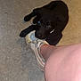 puppy, black_dog, shoe, sneaker, floor, human_leg, pet, indoor, curious, playful, animal, paw, collar, bite, young_dog, canine, closeup, pet_owner, footwear, casual
