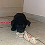 Tayzon a rejoint le concours — aidez-le/la à gagner de superbes lots ! puppy, black_dog, tile_floor, stuffed_toy, leash, indoor, cute, pet, animal, small, lying_down, playful, young_dog, adorable, toy, domestic_animal, floor, collar, canine, companion