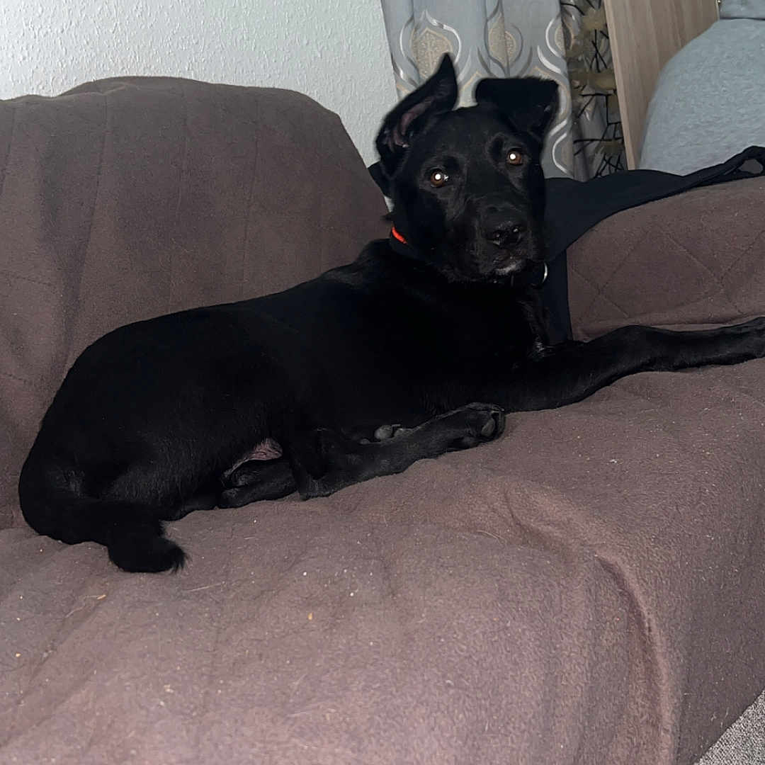 Tayzon a rejoint le concours — aidez-le/la à gagner de superbes lots ! animal, black, black_dog, brown, canine, comfort, couch, curtains, dog, domestic_animal, ears, fur, furniture, home, indoor, living_room, looking, pet, relaxed, resting