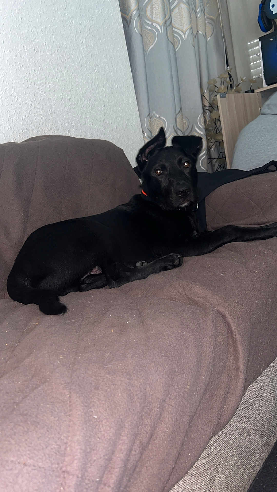 Tayzon a rejoint le concours — aidez-le/la à gagner de superbes lots ! dog, black_dog, couch, indoor, pet, living_room, curtains, furniture, relaxed, canine, fur, ears, looking, comfort, domestic_animal, animal, resting, brown, black, home