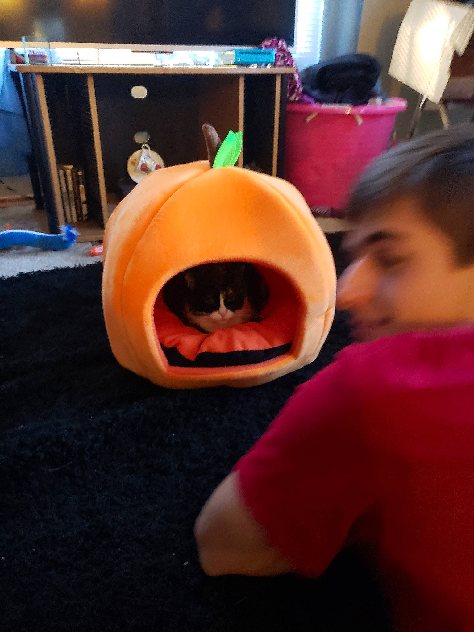 Binx joined the competition — help win amazing prizes! fun, halloween, jack_o_lantern, person, pumpkin, smile