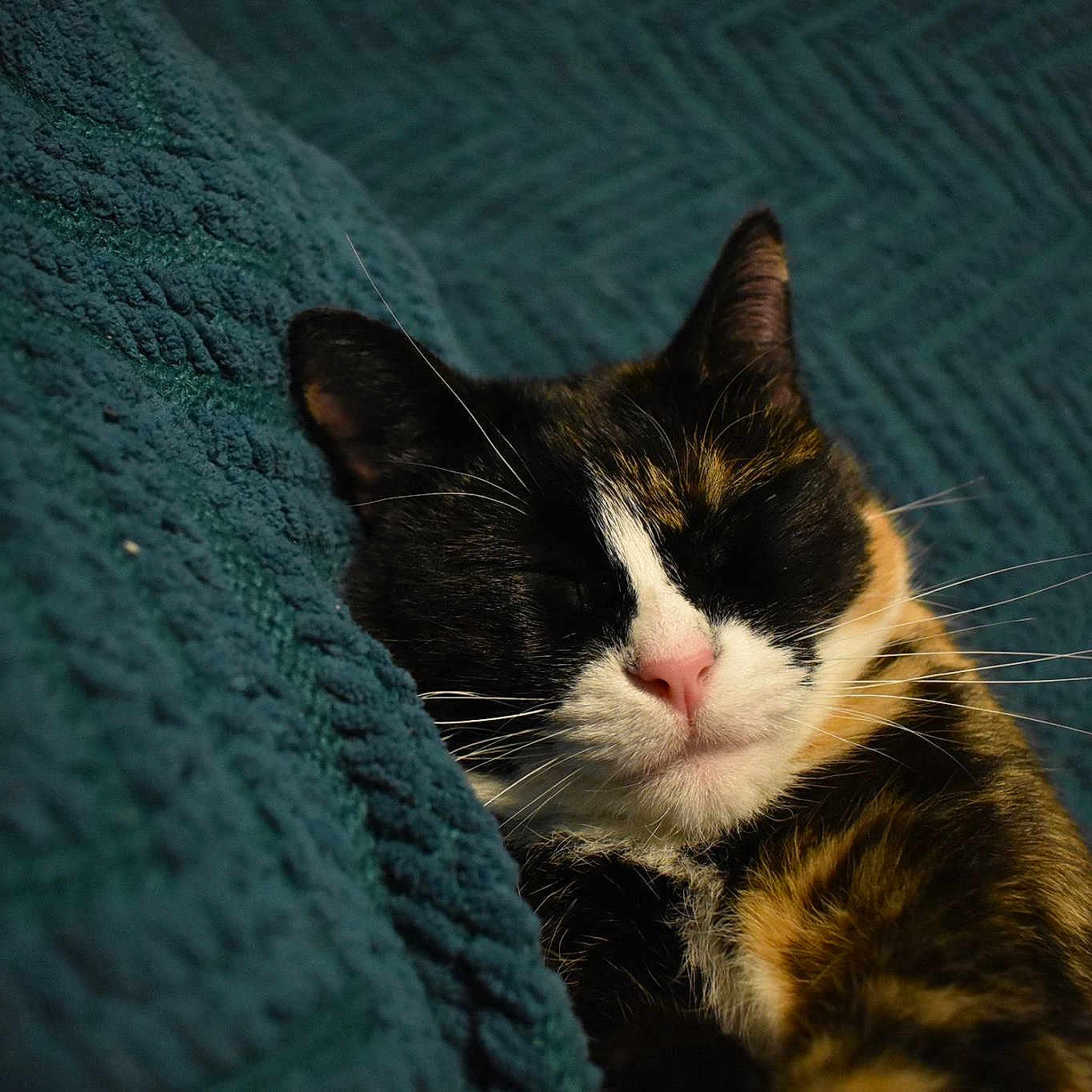 Binx is registered to the contest to win money with this photo: aegean_cat, cat, cat_like_mammal, domestic_short_haired_cat, fauna, fur, kitten, mammal, small_to_medium_sized_cats, snapshot, snout, vertebrate, whiskers