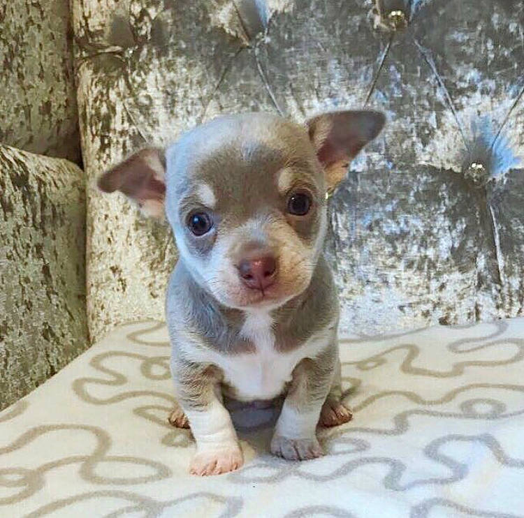 Frodo joined the competition — help win amazing prizes! canidae, carnivore, chihuahua, companion_dog, dog, dog_breed, fawn, fur, puppy, russkiy_toy, snout, sporting_group, terrestrial_animal, toy_dog, whiskers, wood, working_animal