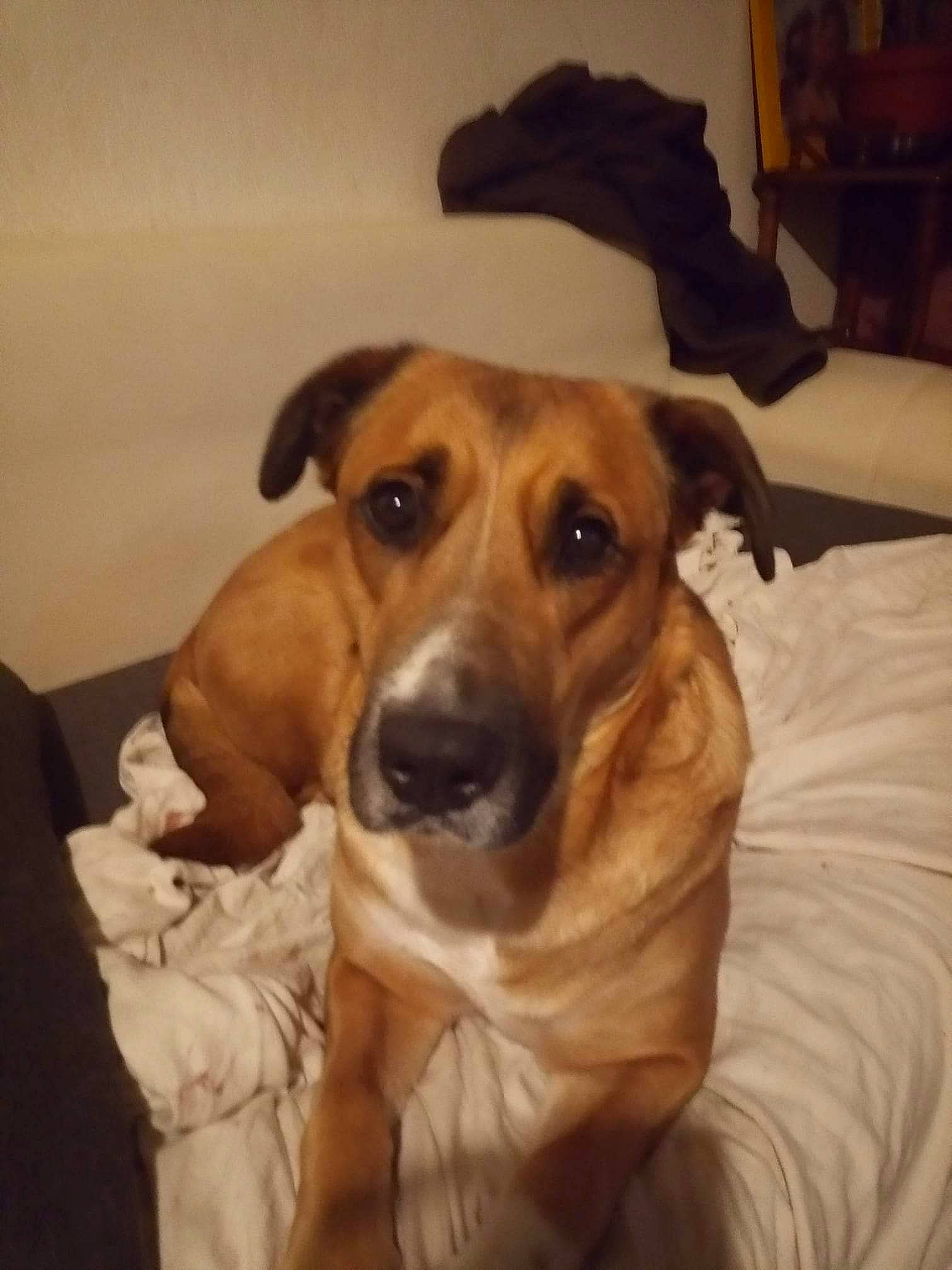 Sheïna a rejoint le concours — aidez-le/la à gagner de superbes lots ! beige, canidae, carnivore, comfort, companion_dog, dog, dog_breed, fawn, fur, linens, mammal, snout, sporting_group, whiskers, working_animal, working_dog