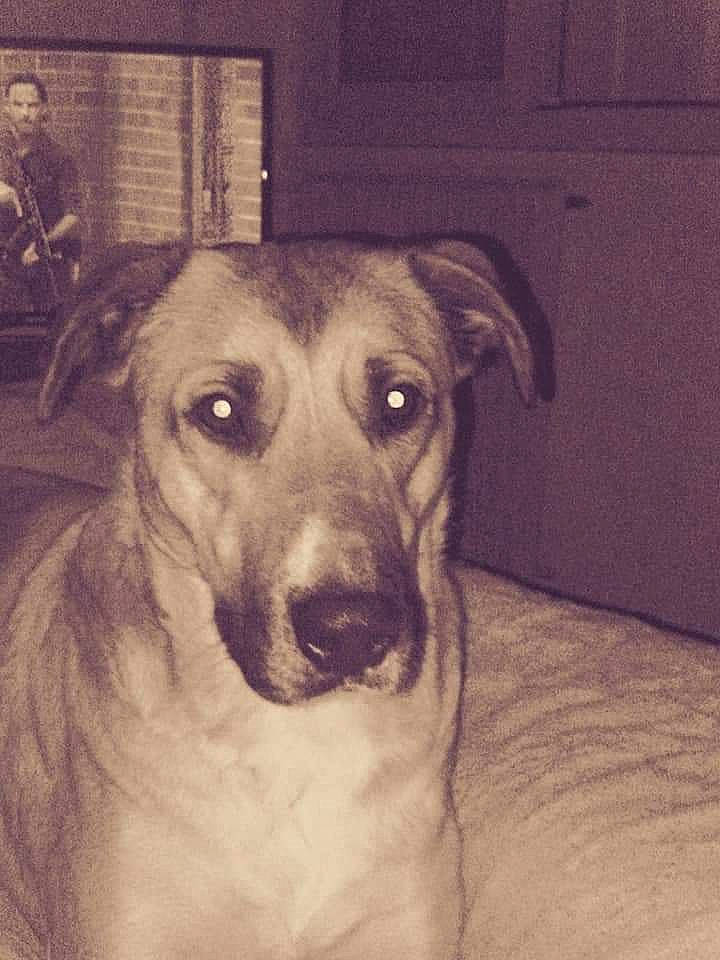 Sheïna participe au concours pour gagner de l'argent avec cette photo : ancient_dog_breeds, canidae, carnivore, companion_dog, dog, dog_breed, fawn, fur, iris, mammal, snout, sporting_group, vintage_clothing, whiskers, working_animal, working_dog