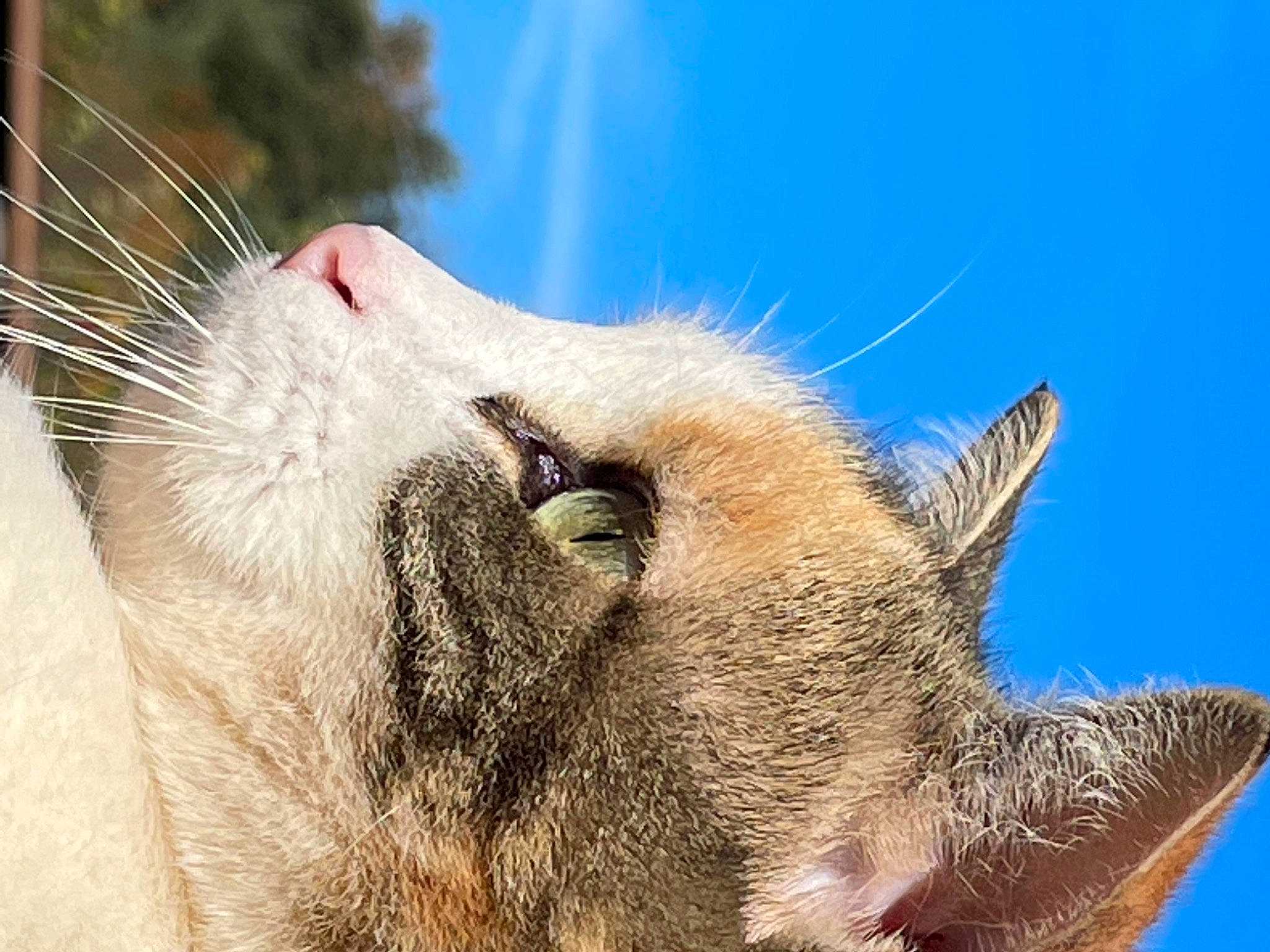 Ocult a rejoint le concours — aidez-le/la à gagner de superbes lots ! canidae, carnivore, cat, claw, close_up, domestic_short_haired_cat, fang, fawn, felidae, fur, macro_photography, nap, paw, sky, small_to_medium_sized_cats, snout, tail, terrestrial_animal, whiskers, wildlife