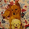 dog, puppy, stuffed_animal, plush_toy, cuddling, lying_down, bed, bedding, blanket, pillow, brown_fur, tan_fur, pointed_ears, black_nose, pet, indoors, cozy, portrait, patterned_fabric, cute