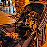 dog, dachshund, black_and_tan, pet, stroller, canine, animal, outdoor, night, street, sidewalk, city, urban, pedestrians, portrait, sitting, lying_down, brown, black, leash