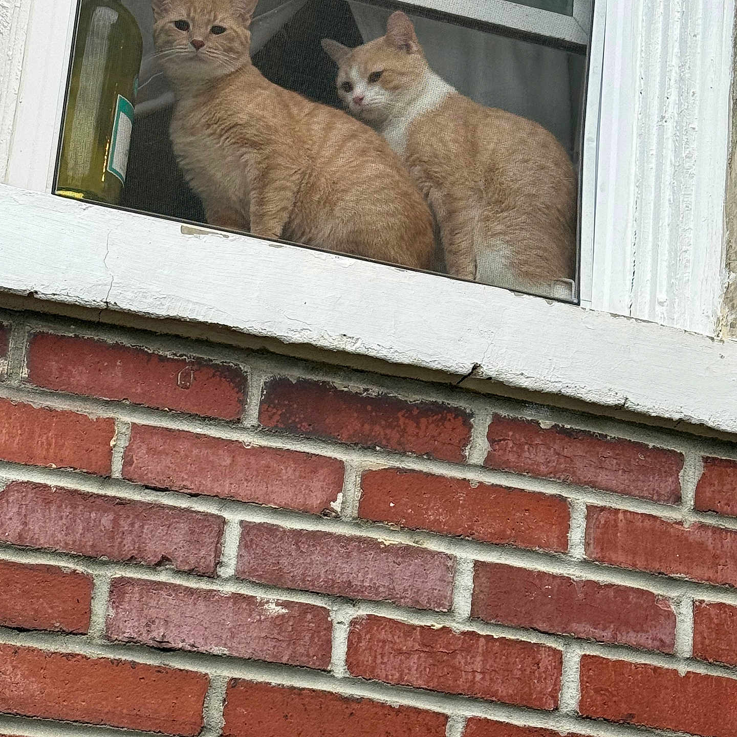 Toulouse And Oliver