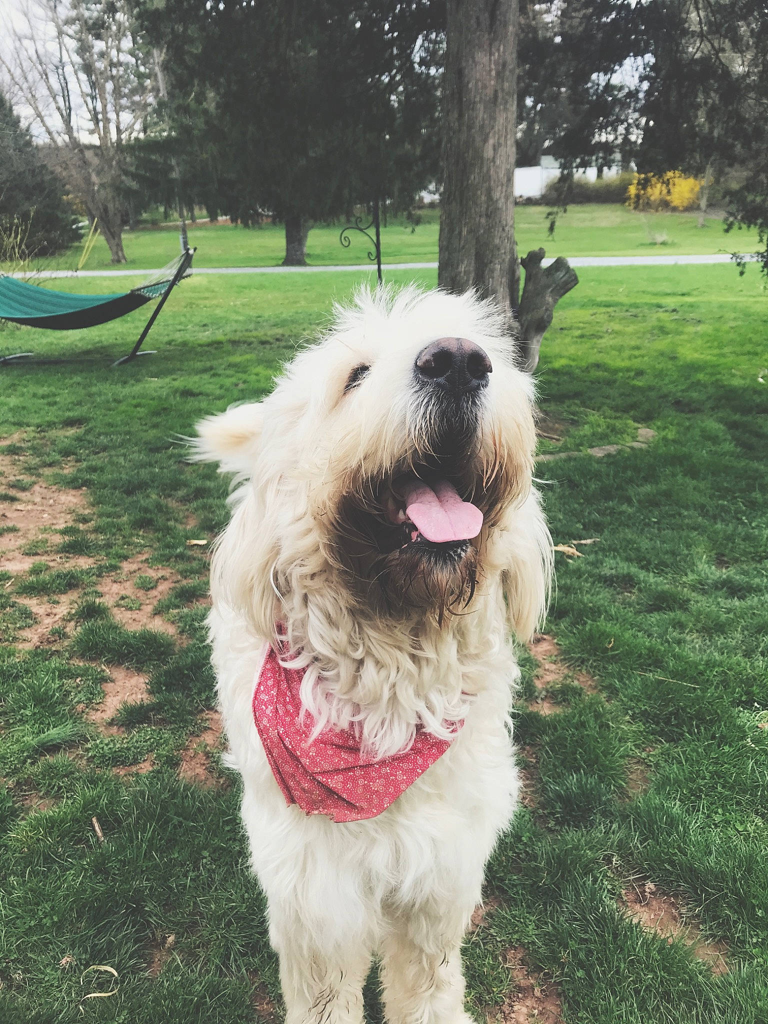 Sailor is registered to the contest to win money with this photo: briquet_griffon_vendeen, canidae, carnivore, dog, dog_breed, goldendoodle, irish_soft_coated_wheaten_terrier, mammal, old_english_sheepdog, rare_breed_dog, romanian_mioritic_shepherd_dog, sapsali, south_russian_ovcharka, sporting_group, terrier, tibetan_terrier, vertebrate, west_highland_white_terrier
