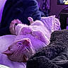 Gojo joined the competition — help win amazing prizes! cat, feline, pet, bed, blanket, pillow, purple_light, indoor, relaxing, cozy, fur, sleepy, cute, animal, resting, soft, domestic, upside_down, warm, comfort