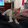 Gojo is registered to the contest to win money with this photo: cat, indoor, blanket, furniture, television, dresser, door, painting, cat_tree, cozy, resting, cream_colored, soft_texture, relaxed, room, household_items, warm_lighting, floor_fan, pink_towel, mirror