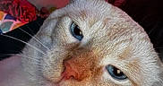 Gojo is registered to the contest to win money with this photo: cat, blue_eyes, close_up, cream_colored, whiskers, indoor, pet, feline, face, fur, animal, relaxed, sleepy, cute, domestic_cat, portrait, nose, ear, whisker, closeup