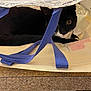 animal, black_and_white, blue_handles, cat, closeup, container, countertop, curious, domestic, eye, face, fur, hidden, indoor, kitchen, pet, playful, resting, shopping_bag, tuxedo_cat