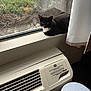Oliver is registered to the contest to win money with this photo: air_conditioner, animal, black_and_white, car, cat, curtains, feline, fur, home_interior, indoor, looking, parking_lot, pet, plant, quiet, relaxed, resting, sunlight, window, windowsill