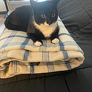Oliver is registered to the contest to win money with this photo: air_conditioner, animal, black_and_white, blanket, cat, couch, cozy, domestic, eyes, fur, furniture, home, indoor, paws, pet, plaid, relaxing, resting, tuxedo_cat, whiskers