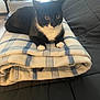 air_conditioner, animal, black_and_white, blanket, cat, couch, cozy, domestic, eyes, fur, furniture, home, indoor, paws, pet, plaid, relaxing, resting, tuxedo_cat, whiskers