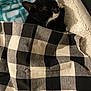 bed, black_and_white, blanket, cat, comfort, cozy, cute, domestic_animal, fabric, feline, fur, indoor, pattern, pet, relaxation, resting, sleeping, soft, tucked_in, whiskers