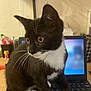 animal, black_and_white, cat, closeup, computer, curious, cute, desk, feline, home, indoor, keyboard, kitten, laptop, pet, sitting, tabby, technology, whiskers, young_cat