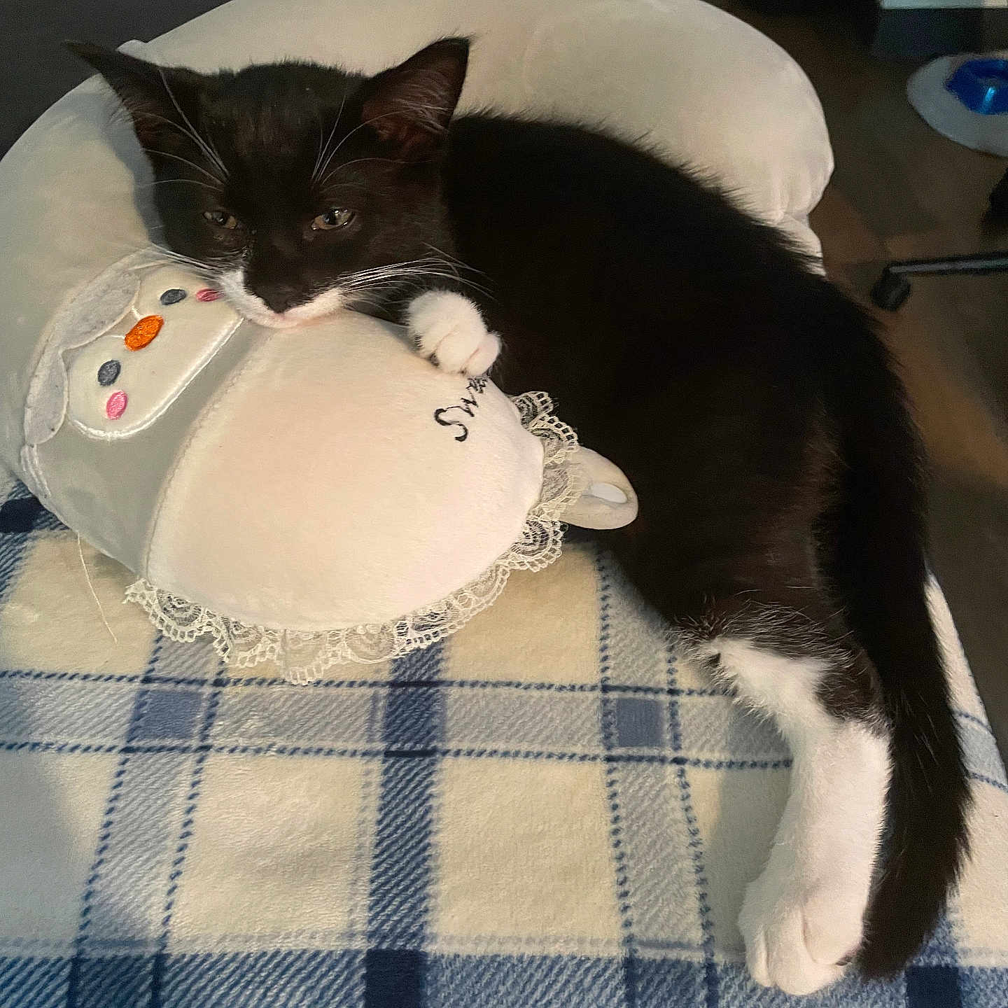 Oliver joined the competition — help win amazing prizes! animal, black_and_white, blanket, bunny, cat, cozy, cute, feline, fur, home, indoor, kitten, paw, pet, plaid, relaxing, resting, soft, stuffed_toy, whiskers