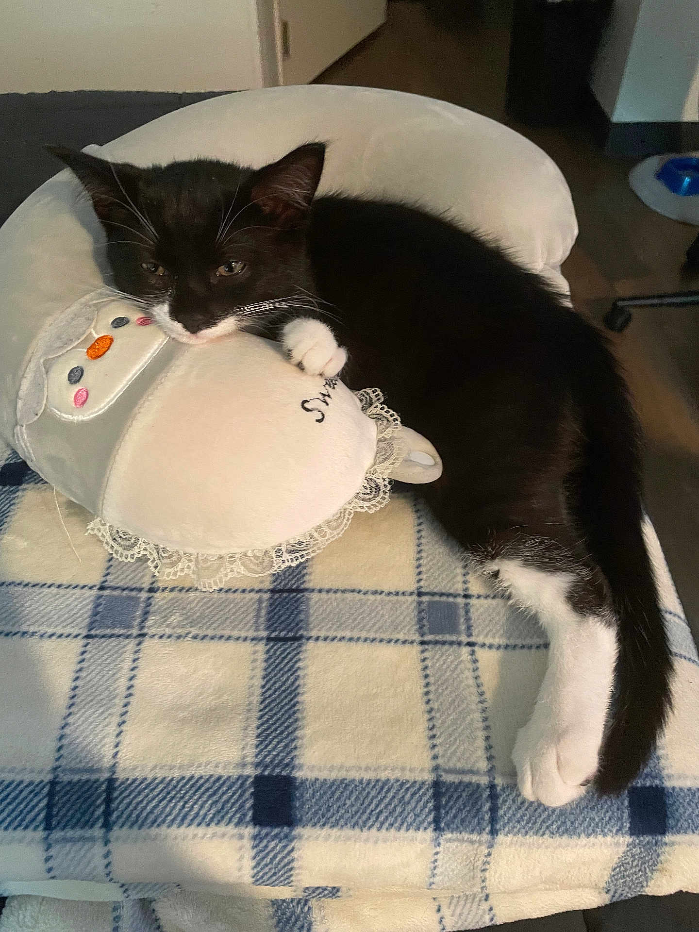 Oliver joined the competition — help win amazing prizes! cat, kitten, black_and_white, stuffed_toy, bunny, blanket, plaid, resting, indoor, feline, pet, cozy, cute, animal, soft, relaxing, fur, whiskers, paw, home
