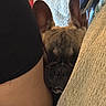 Bammy Devito is registered to the contest to win money with this photo: animal, close_up, comfort, couch, cozy, dog, domestic, ears, face, french_bulldog, fur, indoor, nap, person, pet, relaxation, resting, side, sleeping, snug