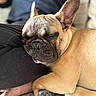 animal, canine, closeup, companion, couch, cute, dog, domestic_animal, ears, french_bulldog, fur, human_leg, indoor, nose, paw, pet, portrait, relaxation, resting, sleeping