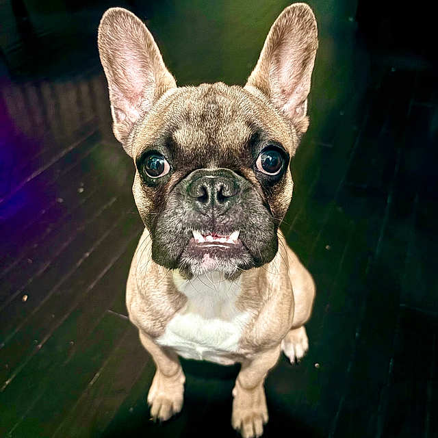 Bammy Devito is registered to the contest to win money with this photo: animal, brown, canine, close_up, companion, cute, dog, domestic, ears, face, floor, flooring, french_bulldog, household, indoor, looking_up, pet, portrait, sitting, white_chest