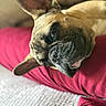 Bammy Devito joined the competition — help win amazing prizes! animal, blanket, close_up, companion, cozy, cute, dog, domestic_animal, ear, face, french_bulldog, fur, indoor, nose, pet, red, relaxed, resting, sleepy, snout