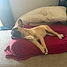blanket, canine, comfort, couch, cozy, dog, ears, furniture, indoor, light, living_room, nap, paw, pet, pillow, relaxed, resting, sleeping, tan, window