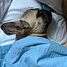 dog, sleeping, blanket, bed, blue, white, ear, fur, canine, pet, resting, cozy, indoor, comfort, snug, peaceful, nap, fur_texture, animal, closeup