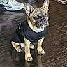 dog, french_bulldog, black_shirt, pet, indoor, floor, wooden_floor, shoes, boots, sitting, brown_dog, small_dog, floor_reflection, casual, attentive, cute, pet_clothing, domestic, animal, companion