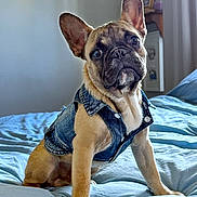 Bammy Devito joined the competition — help win amazing prizes! dog, puppy, french_bulldog, denim_vest, bed, blue_bedspread, indoor, pet, animal, cute, portrait, ears, fur, expression, sitting, cozy, natural_light, home, furniture, adorable