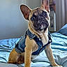 dog, puppy, french_bulldog, denim_vest, bed, blue_bedspread, indoor, pet, animal, cute, portrait, ears, fur, expression, sitting, cozy, natural_light, home, furniture, adorable