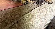 Bammy Devito is registered to the contest to win money with this photo: animal, bare_feet, blanket, brown_fur, close_up, couch, cozy, cute, dog, french_bulldog, furniture, indoor, living_room, looking, paw, pet, relaxed, resting, snout, texture