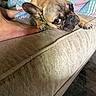animal, bare_feet, blanket, brown_fur, close_up, couch, cozy, cute, dog, french_bulldog, furniture, indoor, living_room, looking, paw, pet, relaxed, resting, snout, texture